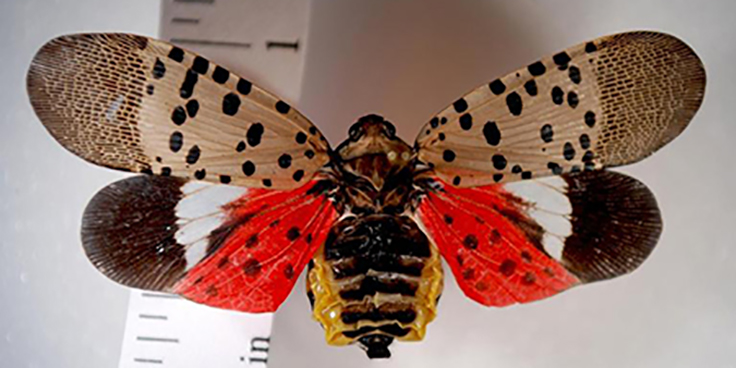 Potentially Harmful Diseases and Insects Yet to be Detected in Michigan